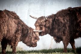 highlander hug by natascha verbij