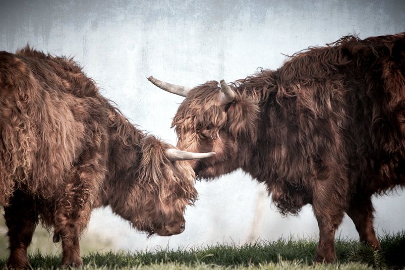 highlander hug by natascha verbij