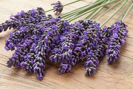 Ein Strauß frischer lila Lavendelblüten in Großaufnahme von Frans Rombout