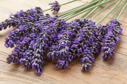 Ein Strauß frischer lila Lavendelblüten in Großaufnahme