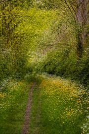 Bospad in de lente | schilderachtig tafereel van Marjolijn Maljaars