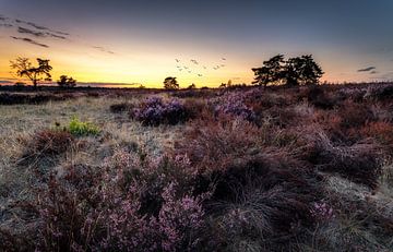 Purple sunset van Patrick Rodink