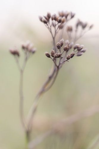 ephemeral beauty