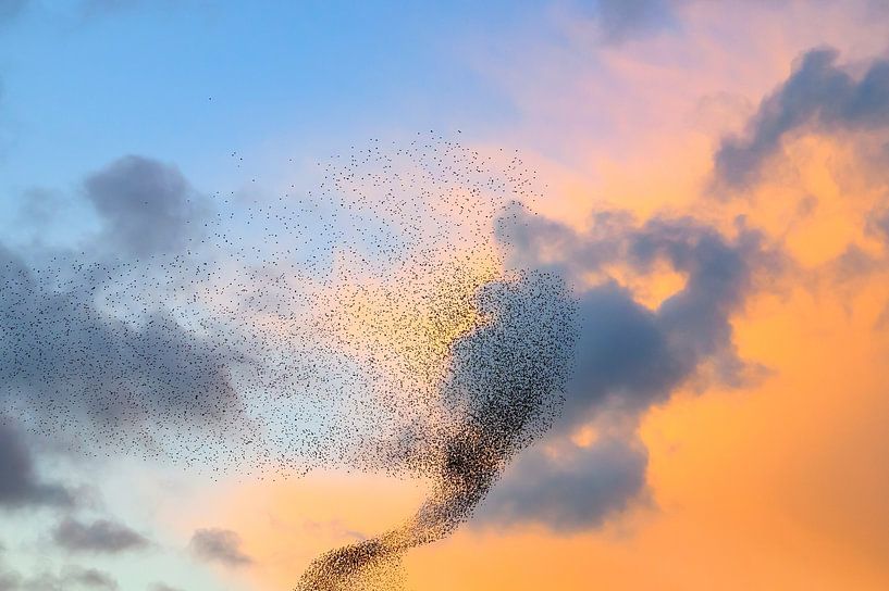 Starling murmuration during sunset at the end of the day by Sjoerd van der Wal Photography