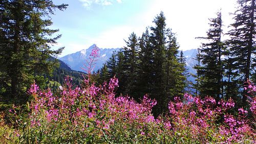 Monnikskappen in Zwitserland