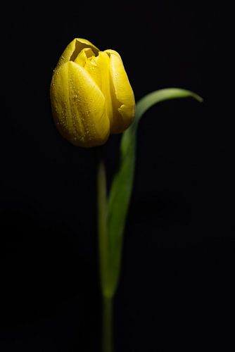 Yellow tulip in the moment of blooming