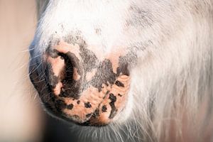 Poney Shetland