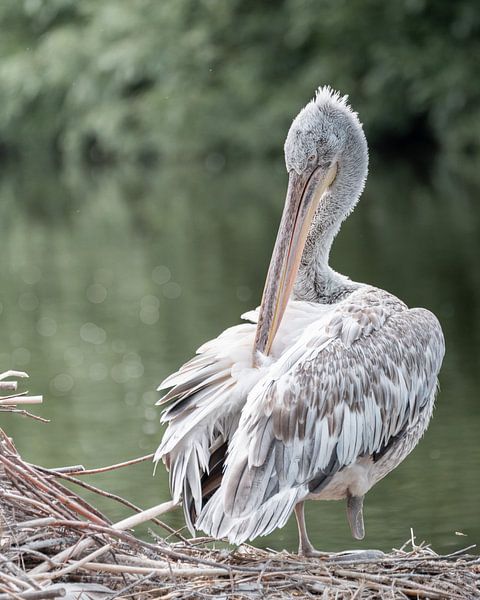 Crucian Pelican by Liliane Jaspers