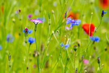 natuurlijke kleurige bloemenwei van Mel van Schayk