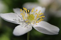 white flour