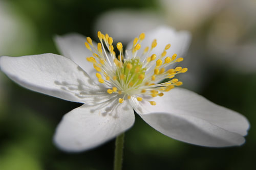witte bloem