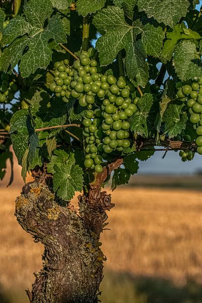 Vine van Thomas Heitz
