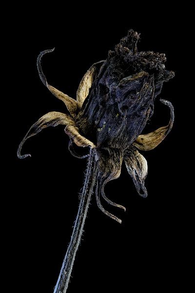 Upcycled Beauty - cosmea - Cosmos bipinnatus - by Christophe Fruyt