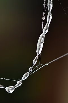 IJssnoer spinnenweb 2 van Sascha van Dam