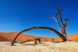 Le Deadvlei en Namibie