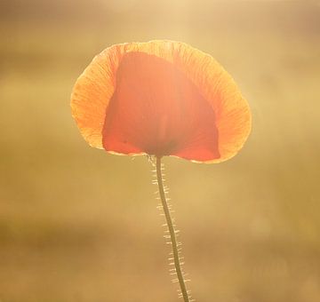 Poppy by Ingrid Hendriks