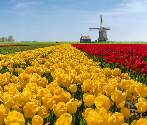 A field of yellow and red tulips and a windmill, Wormer, , South Holland by Rene van der Meer