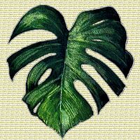 GATENPLANT - monstera in tekst