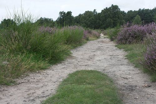Sand track across the moors
