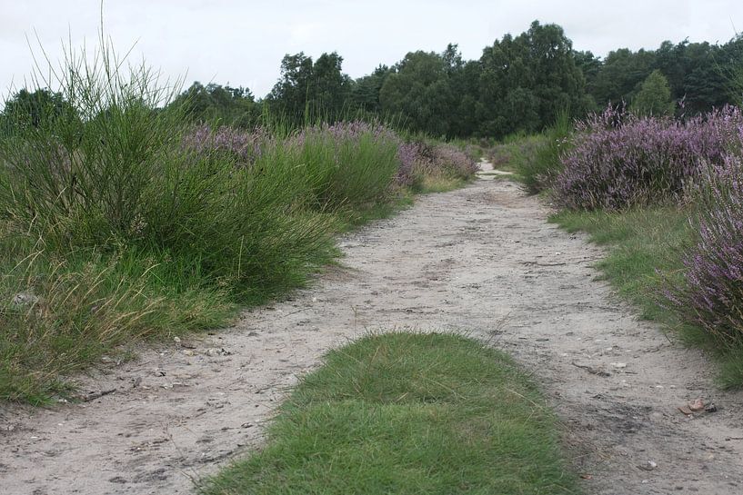 Sand track across the moors by Timo van der Hoogt