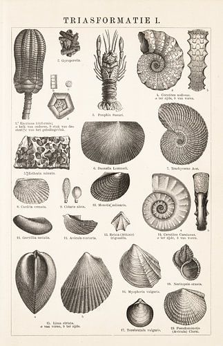 Fossielen; Triasformatie I