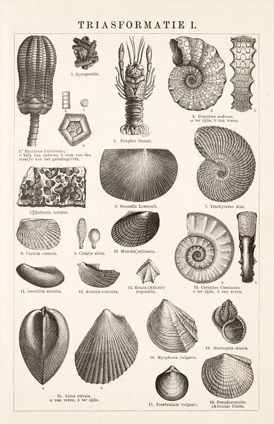 Fossiles ; formation triasique I par Studio Wunderkammer