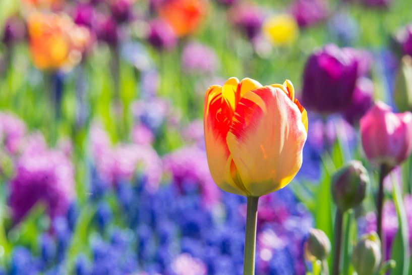 Tulp close up van Jelmer Jeuring