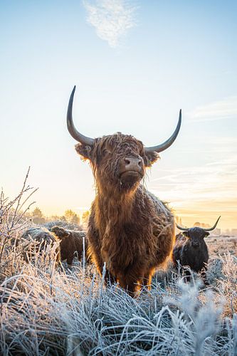 Mächtiger schottischer Highlander