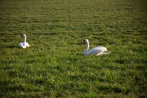Zwei Schwäne auf einer Wiese im Emsland