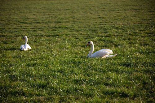 Twee zwanen op een weiland in Emsland
