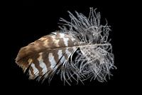 Feather from a buzzard