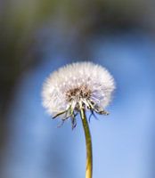 Paardebloem pluis, Dandelion