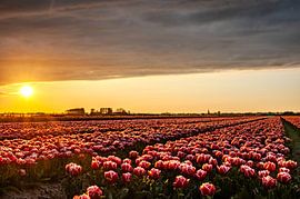 Tulpenfeld in Nordholland von Hilda van den Burgt