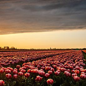 tulpen veld in Noordholland van Hilda van den Burgt