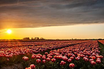 tulpen veld in Noordholland van Hilda van den Burgt