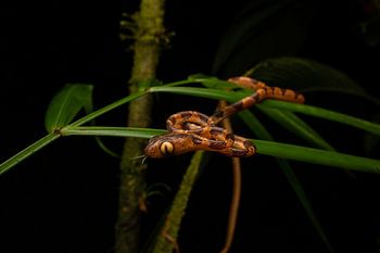 Unschuldige Schlange, die in ihrer großen grünen Welt wandert