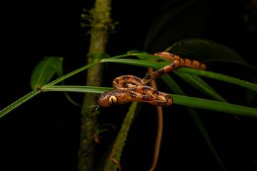 Innocent snake wandering in his big green world by Jiri Dubislav