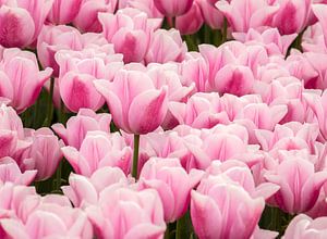 Groep roze tulpen