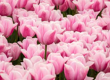 A group of pink tulips von Studio Mirabelle