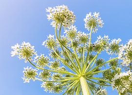 Berce du Caucase 7 sur 9 sur Adelheid Smitt