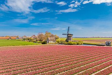 Tulpen blühen auf einem Feld in Holland mit einer Windmühle von Sjoerd van der Wal Fotografie