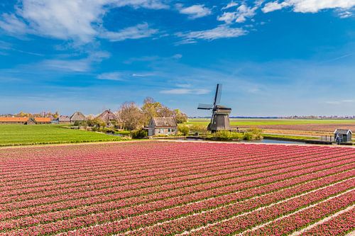 Tulipes en fleurs dans un champ en Hollande avec un moulin à vent