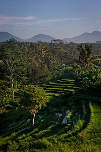 Rijstterras in Ubud, Bali van Ellis Peeters