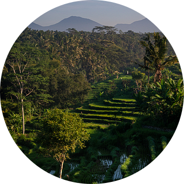 Rijstterras in Ubud, Bali van Ellis Peeters