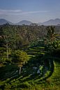 Rice terrace in Ubud, Bali by Ellis Peeters thumbnail