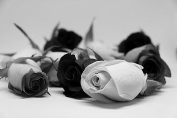 verschillende rozenkoppen zwart wit van Pfotowelt