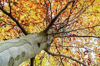 Tree in autumn colours