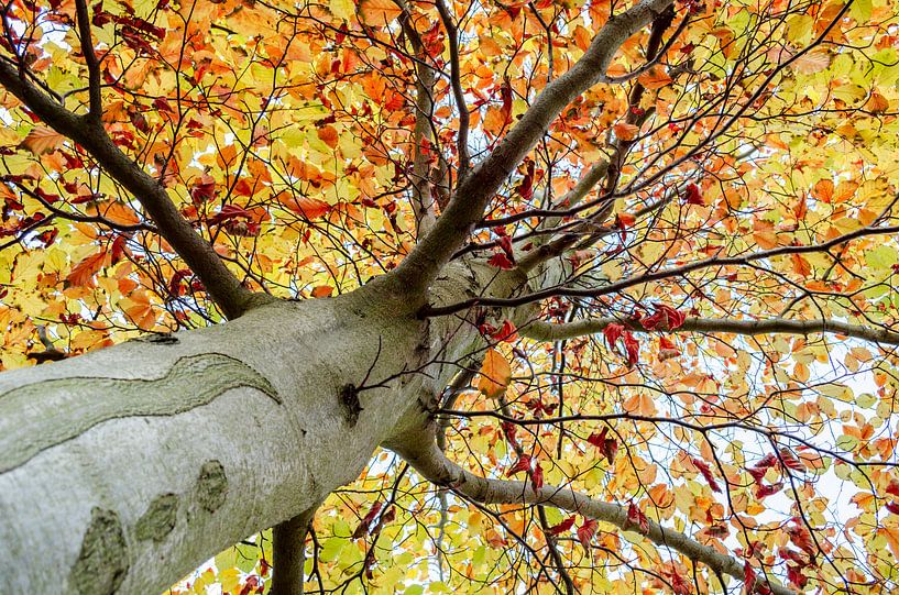 Baum in Herbstfarben von Dennis  Georgiev
