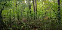 Veluwe Hoenderloo