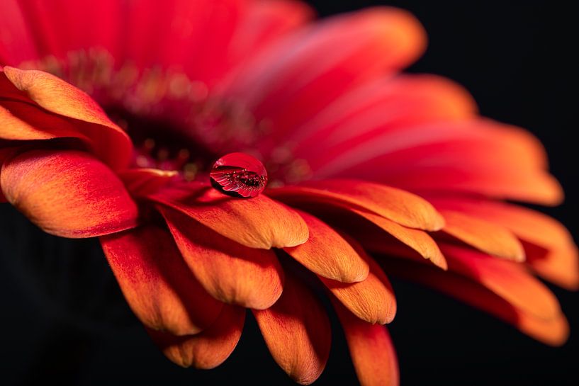 A drop on a red - orange Gerbera by Marjolijn van den Berg